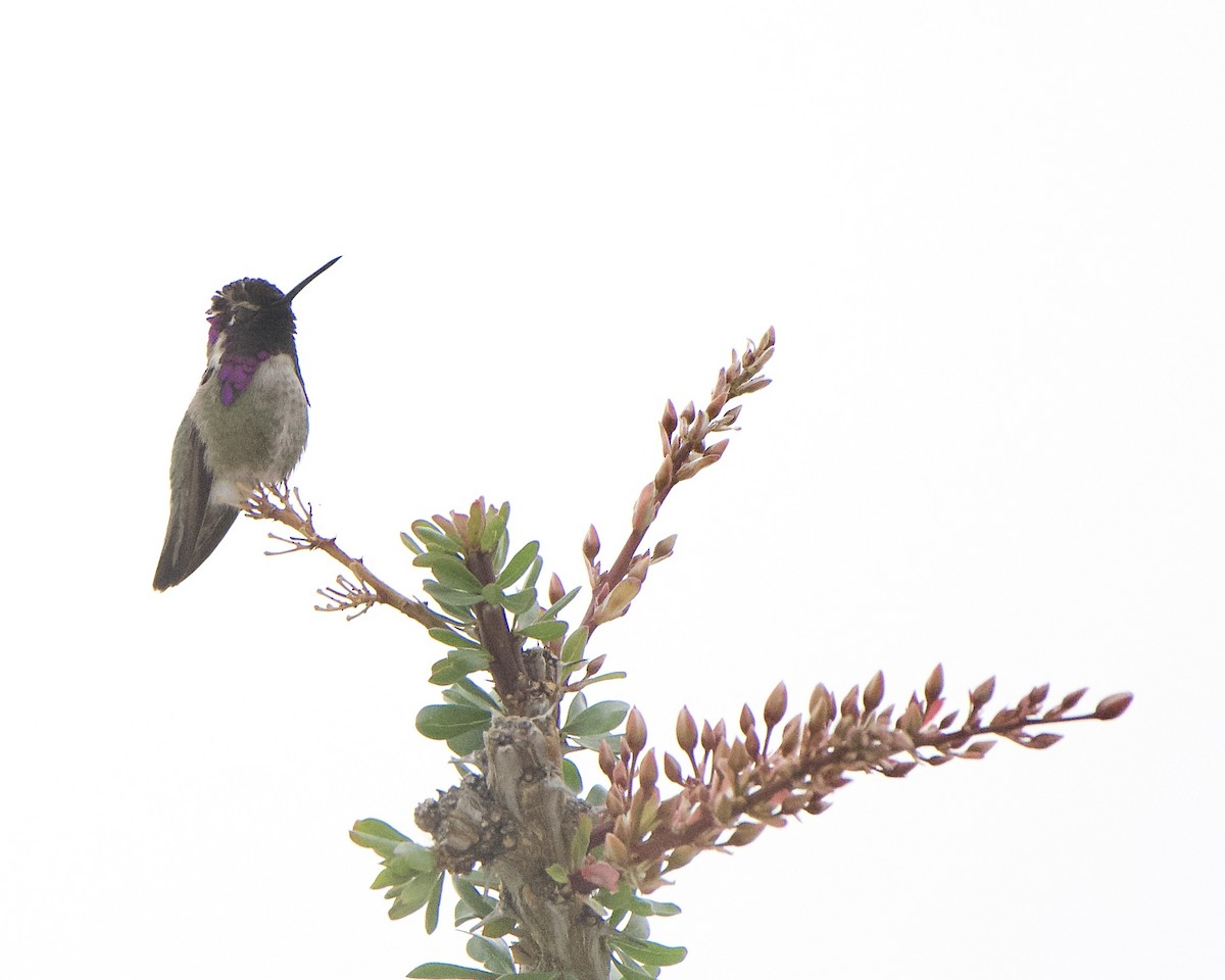 Costa's Hummingbird - ML615373902