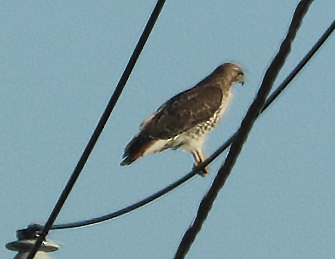 Red-tailed Hawk - ML615373952