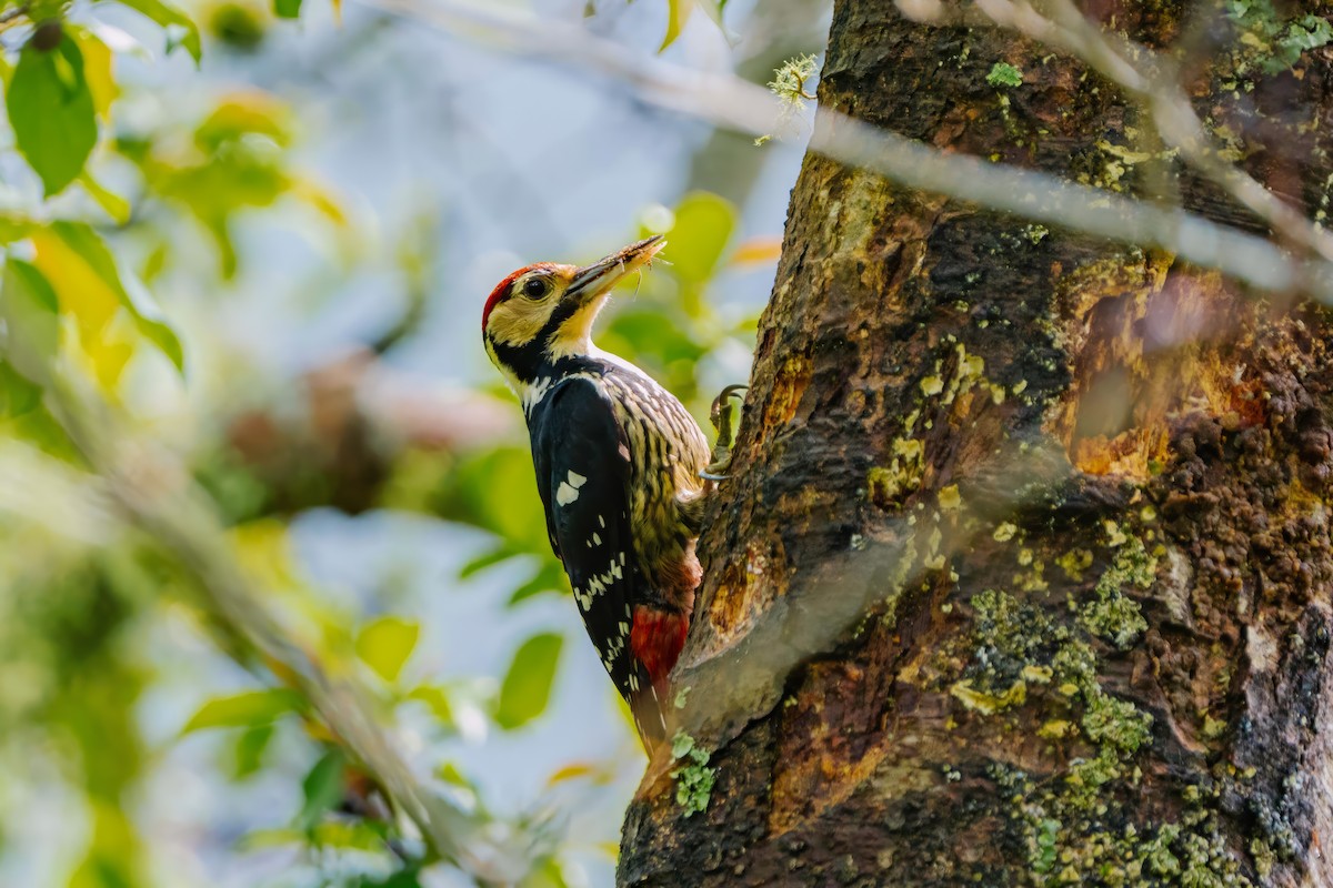 White-backed Woodpecker - ML615374108