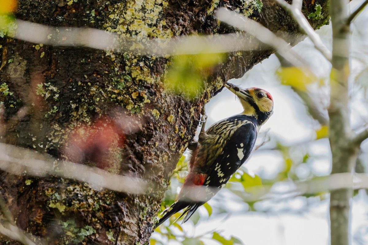 White-backed Woodpecker - ML615374111