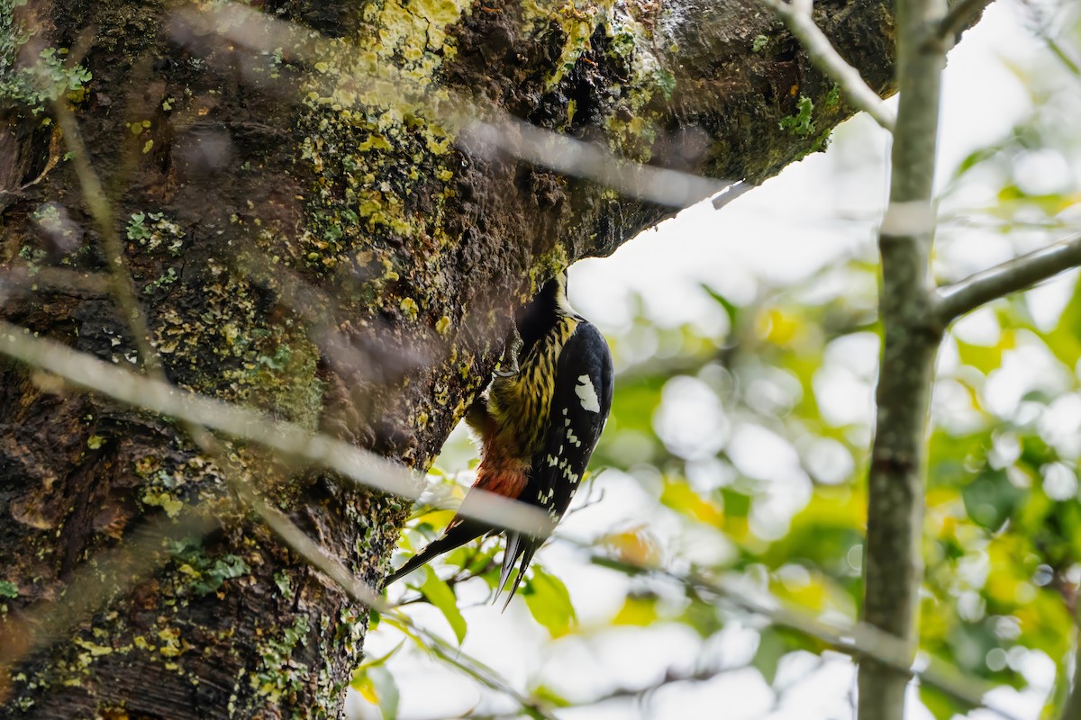 White-backed Woodpecker - ML615374113