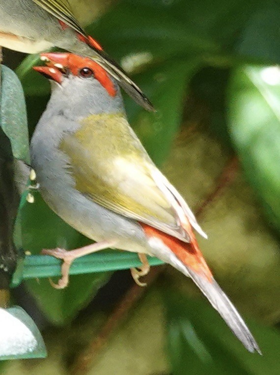 Red-browed Firetail - Judith White