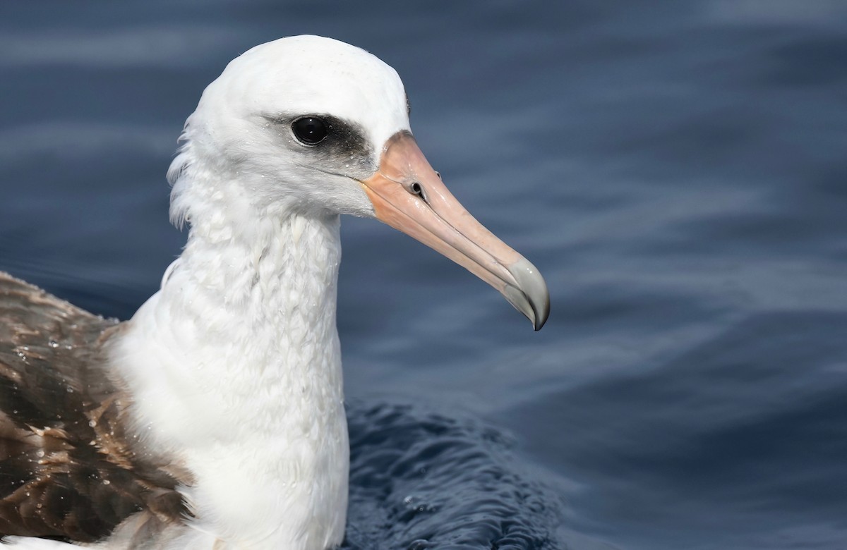 Laysan Albatross - Barbara Wise