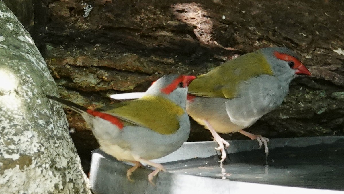 Red-browed Firetail - ML615374619