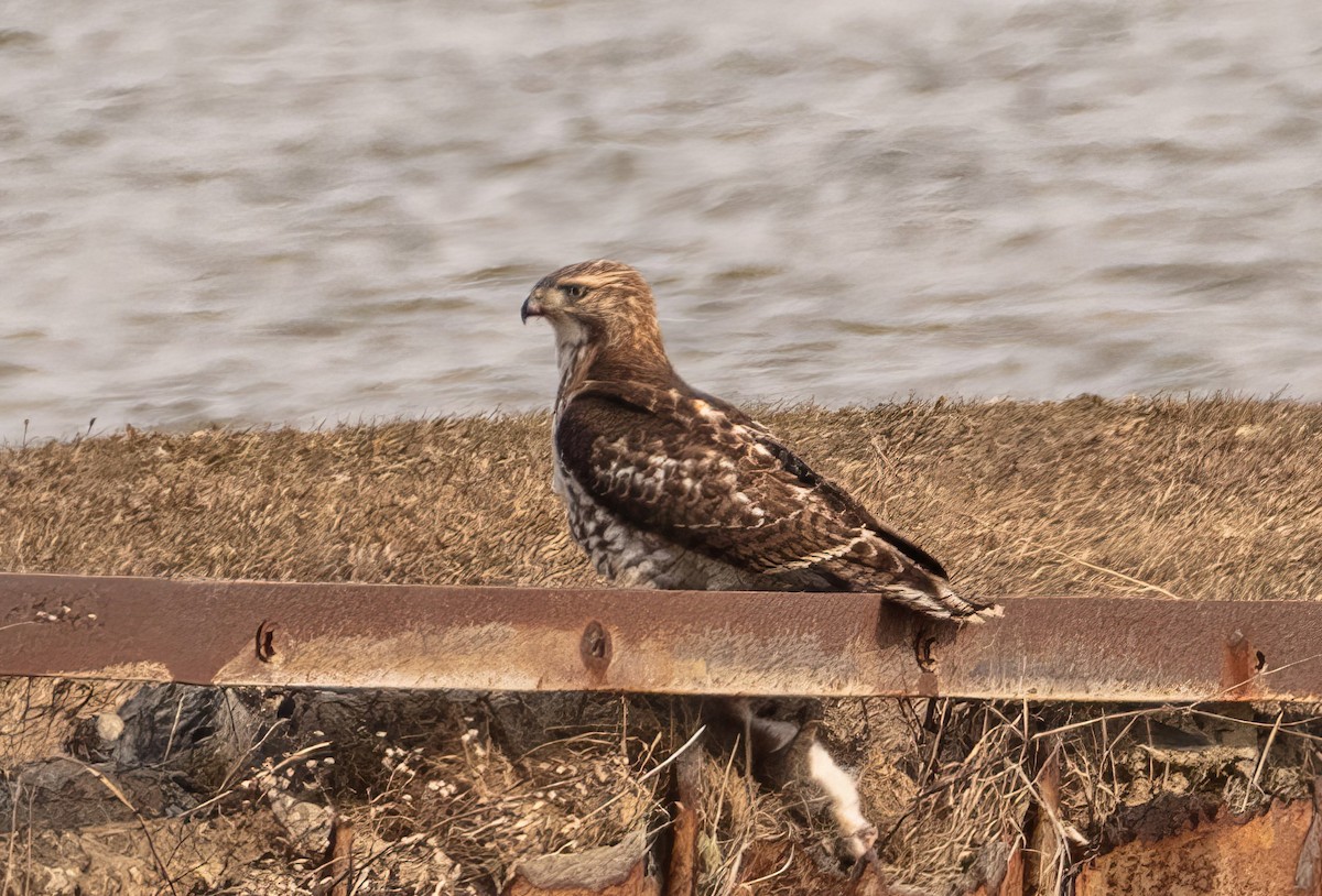 Red-tailed Hawk - ML615374737