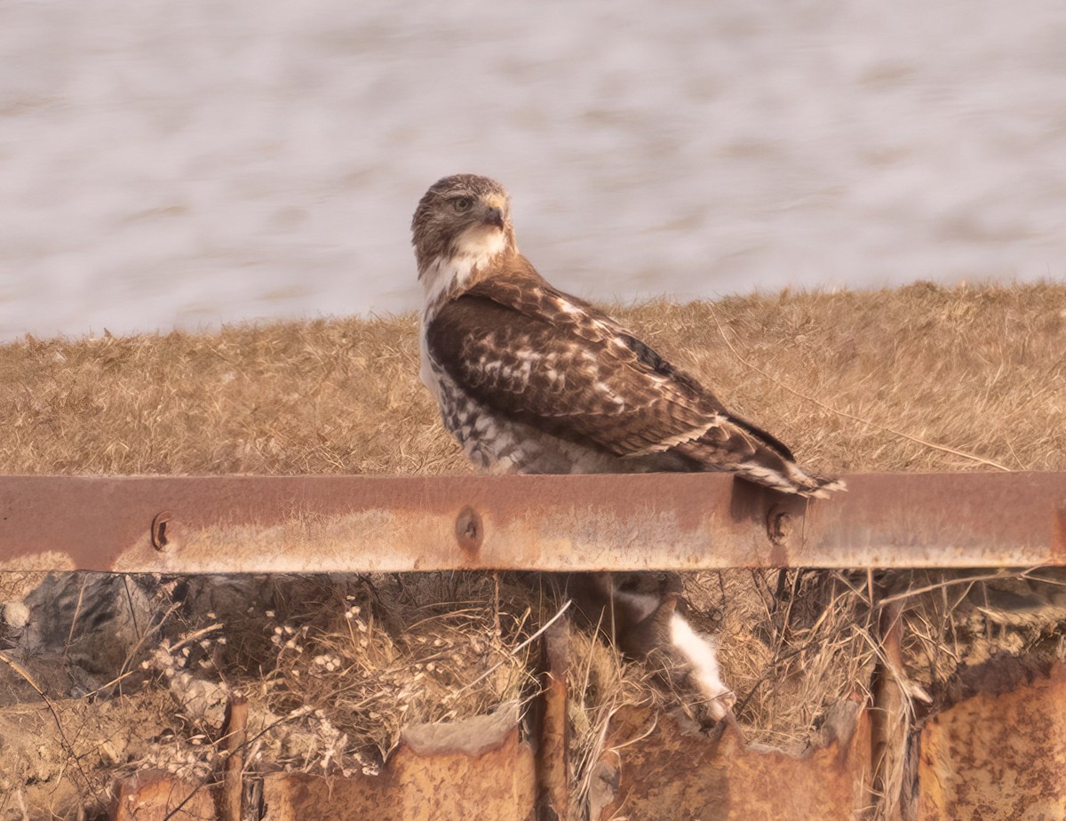 Red-tailed Hawk - ML615374738