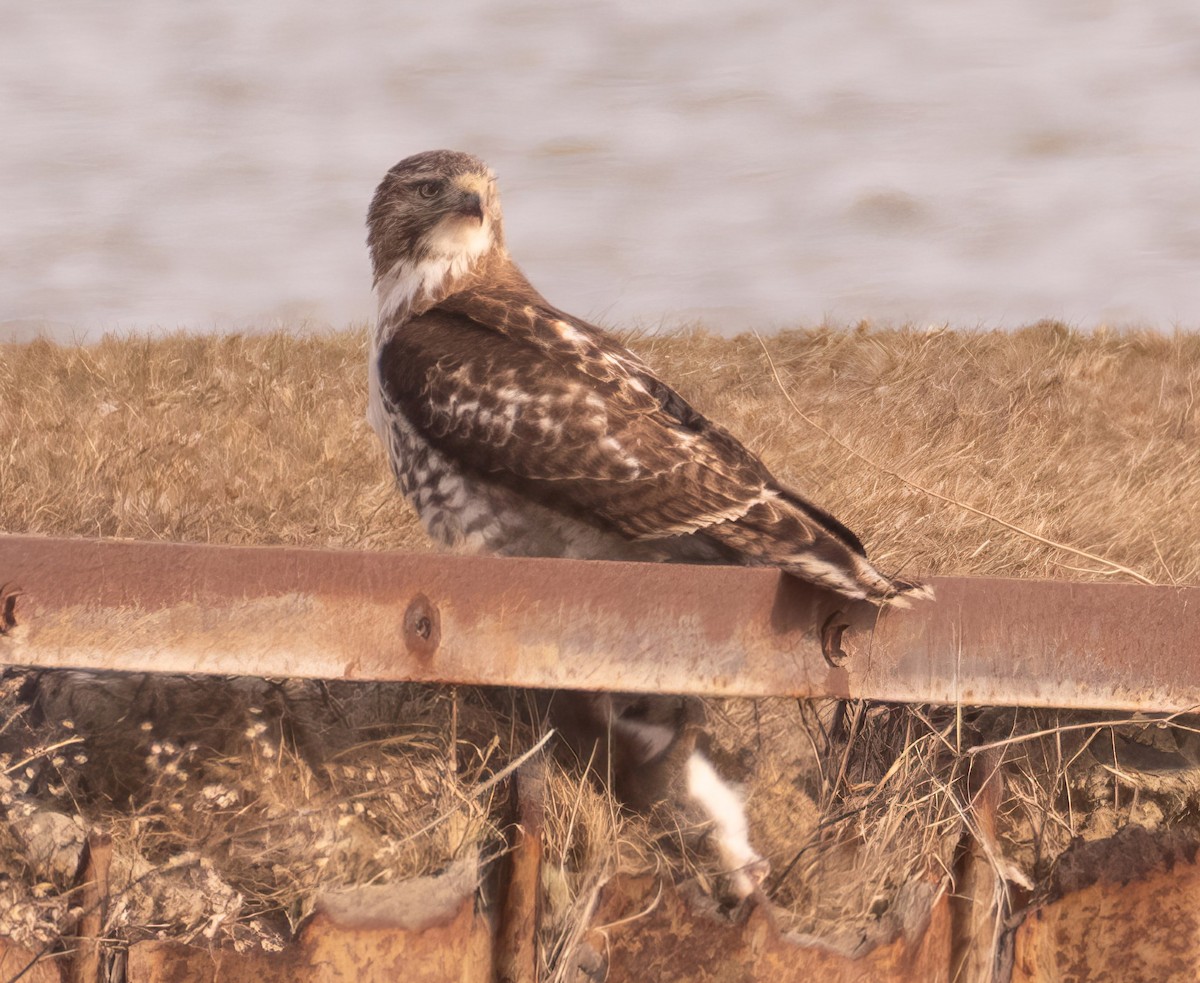 Red-tailed Hawk - ML615374739