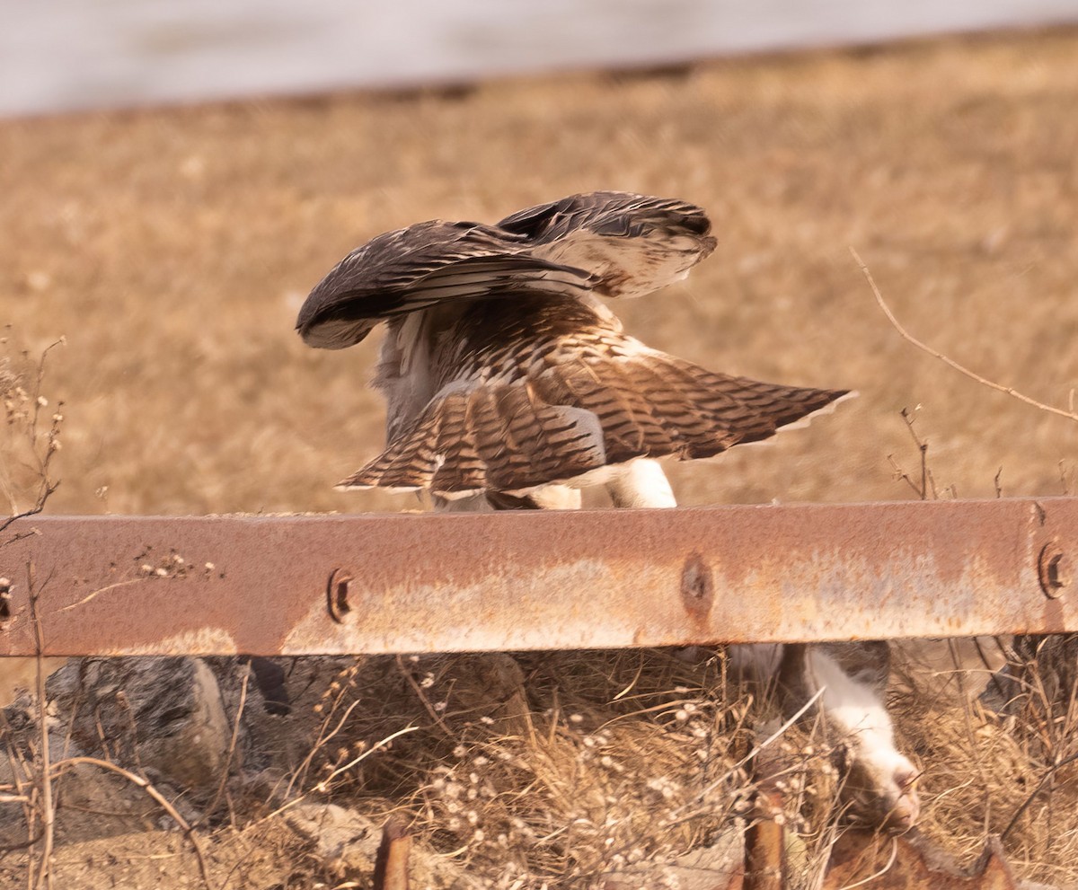 Red-tailed Hawk - ML615374740