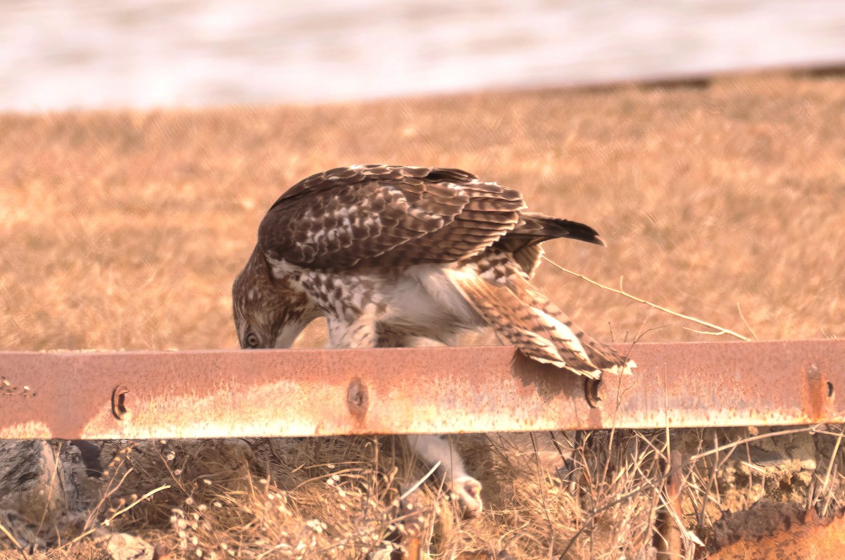 Red-tailed Hawk - ML615374745