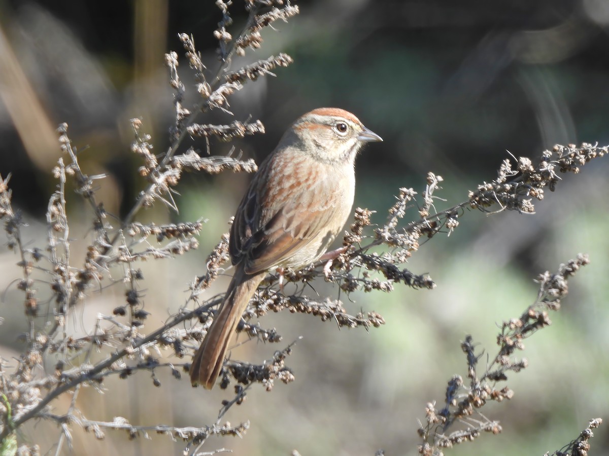 Rufous-crowned Sparrow - ML615374784