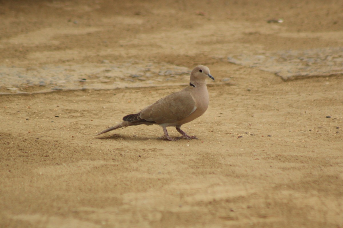Eurasian Collared-Dove - ML615374912