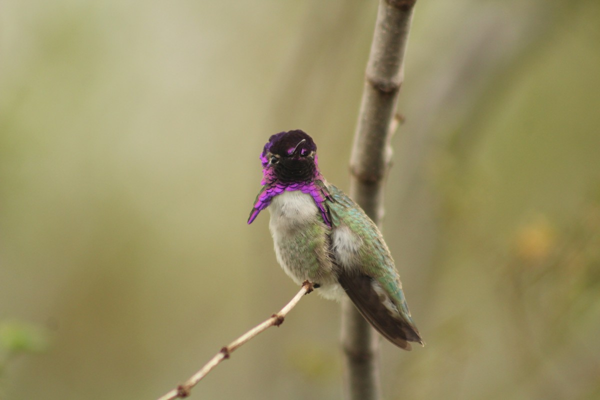Anna's Hummingbird - ML615374919