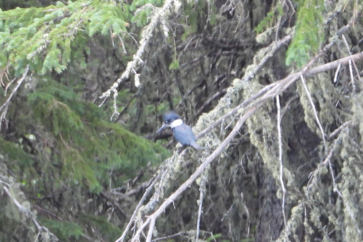 Belted Kingfisher - ML615374996