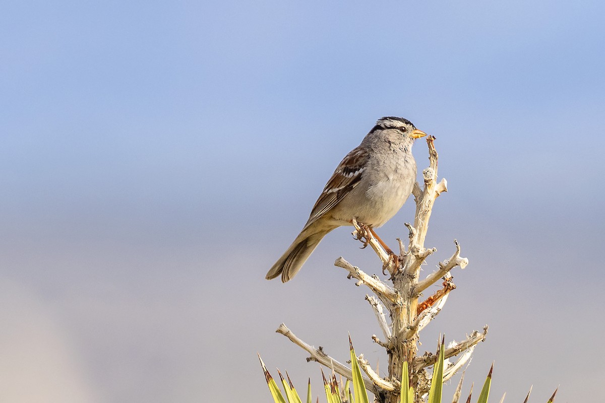 White-crowned Sparrow - Brian Hoffe