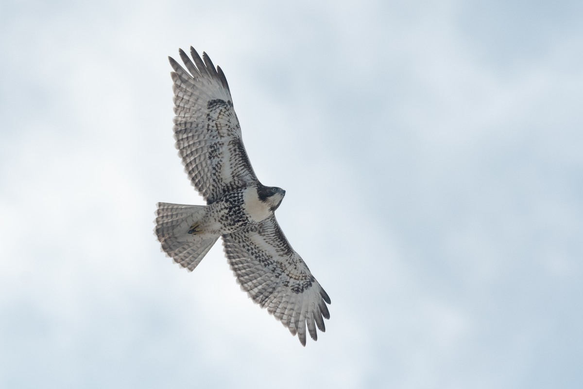 Red-tailed Hawk - ML615375035