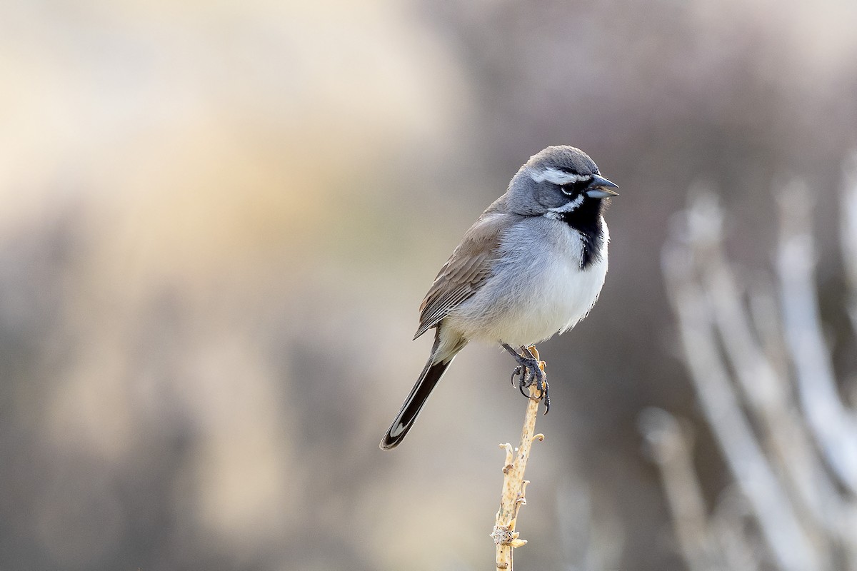 Black-throated Sparrow - Brian Hoffe