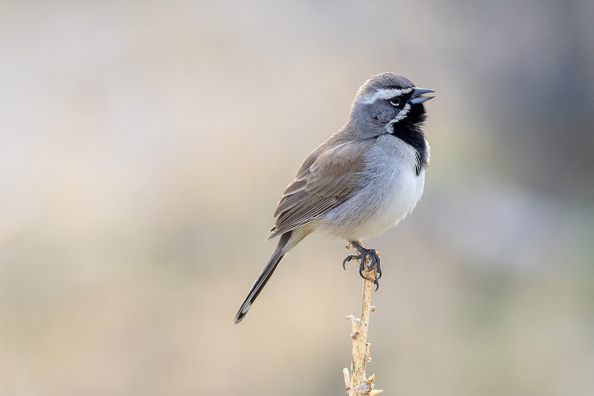 Black-throated Sparrow - ML615375144