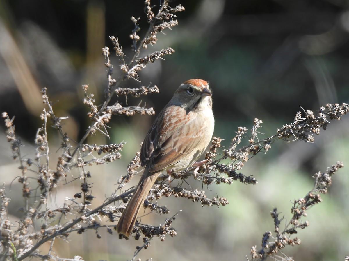 Rufous-crowned Sparrow - Zac Denning