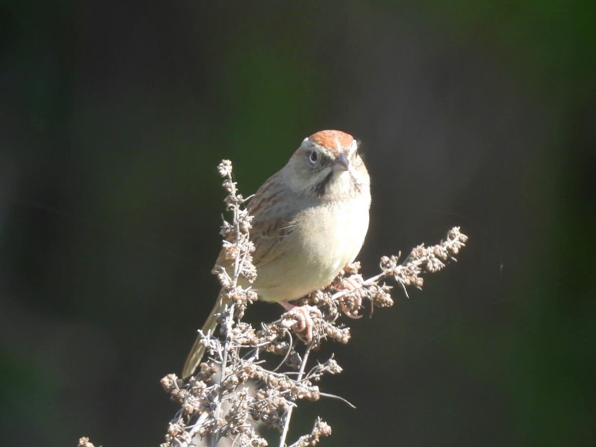 Rufous-crowned Sparrow - ML615375164