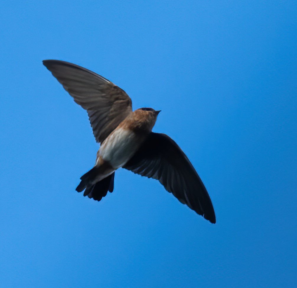 Cave Swallow - ML615375261