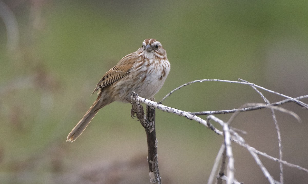 Song Sparrow (fallax Group) - ML615375301