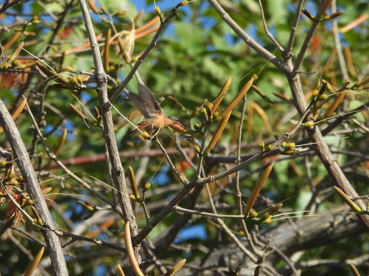 Cinnamon Hummingbird - ML615375352