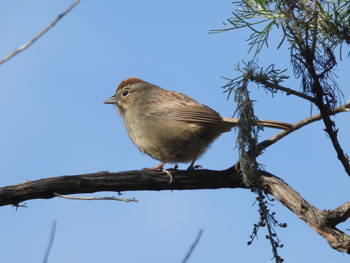 Rufous-crowned Sparrow - ML615375357