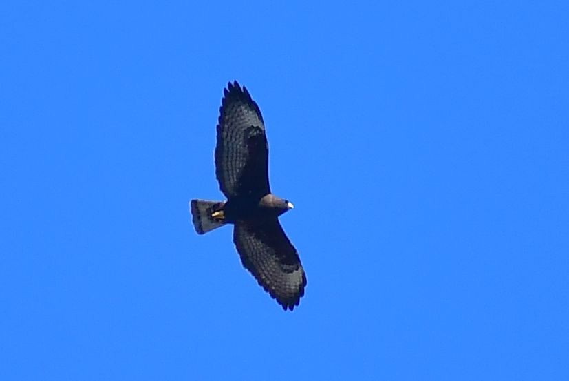 Short-tailed Hawk - ML615375513