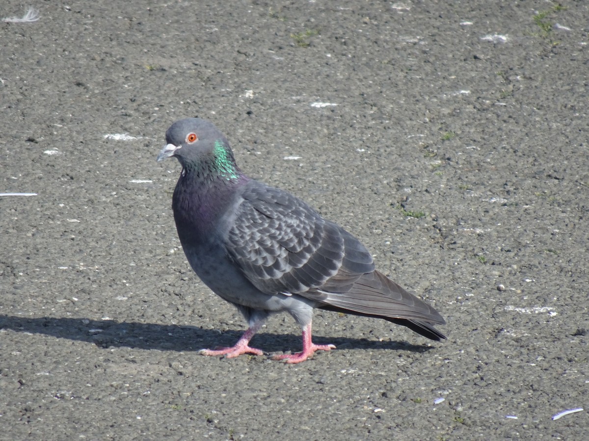 Rock Pigeon (Feral Pigeon) - ML615375687