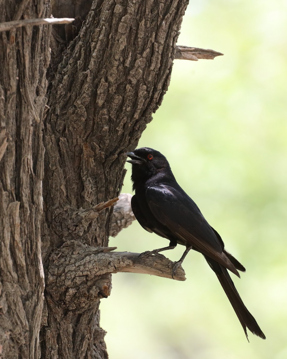 Fork-tailed Drongo - ML615375723