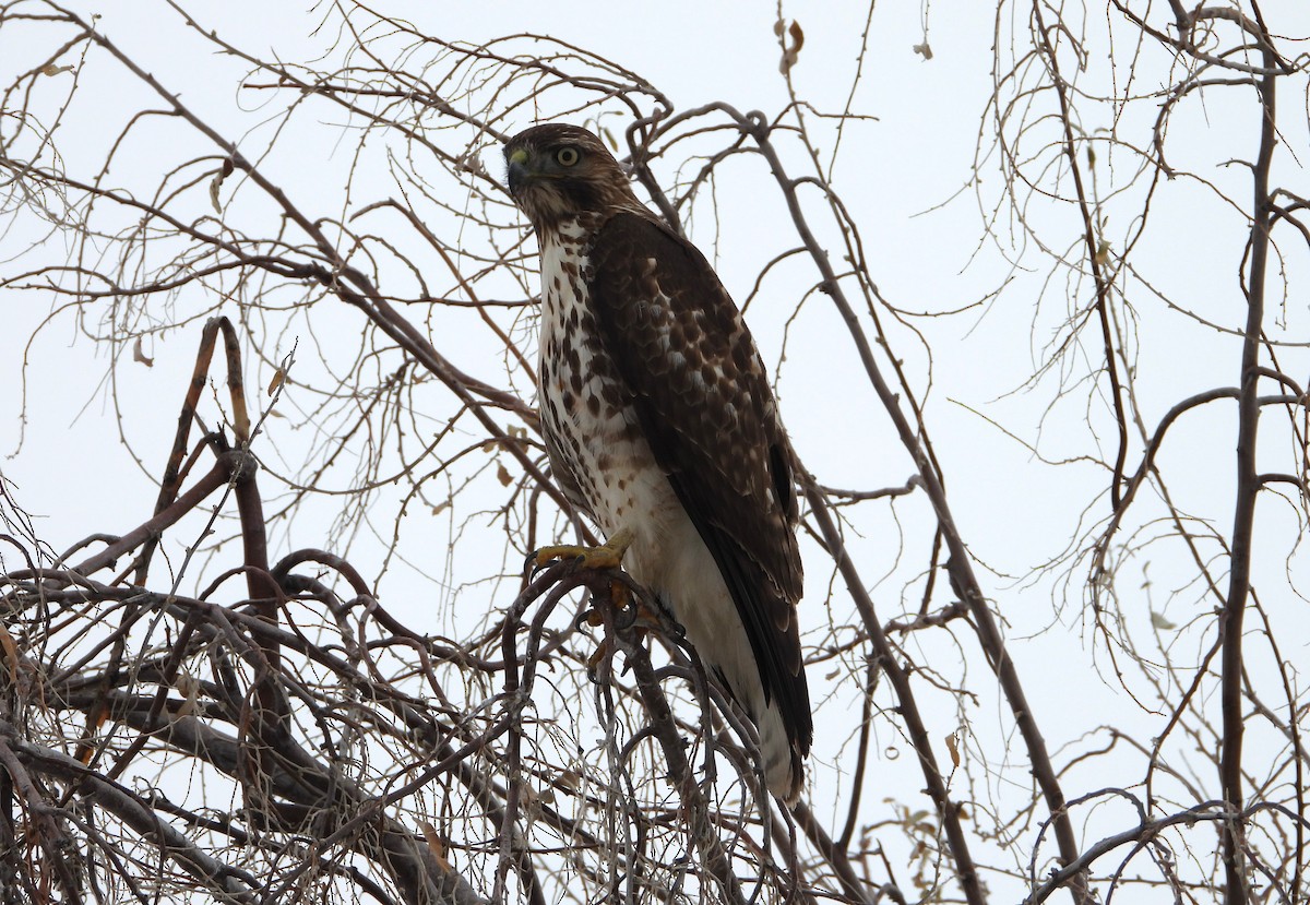 Red-tailed Hawk - ML615376415