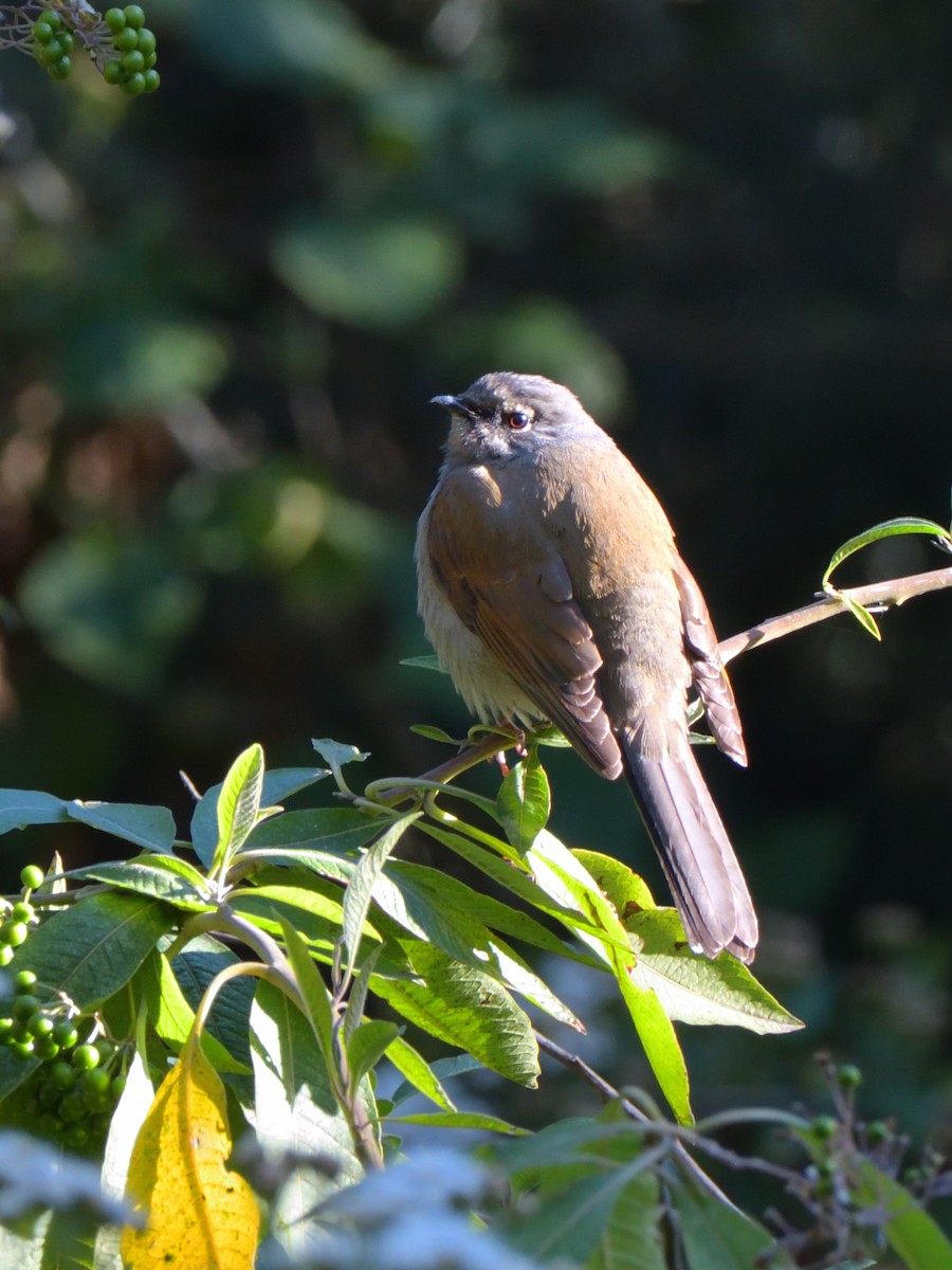 Brown-backed Solitaire - Isain Contreras
