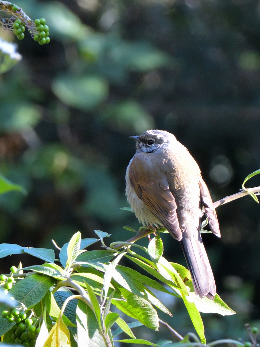 Brown-backed Solitaire - ML615376444