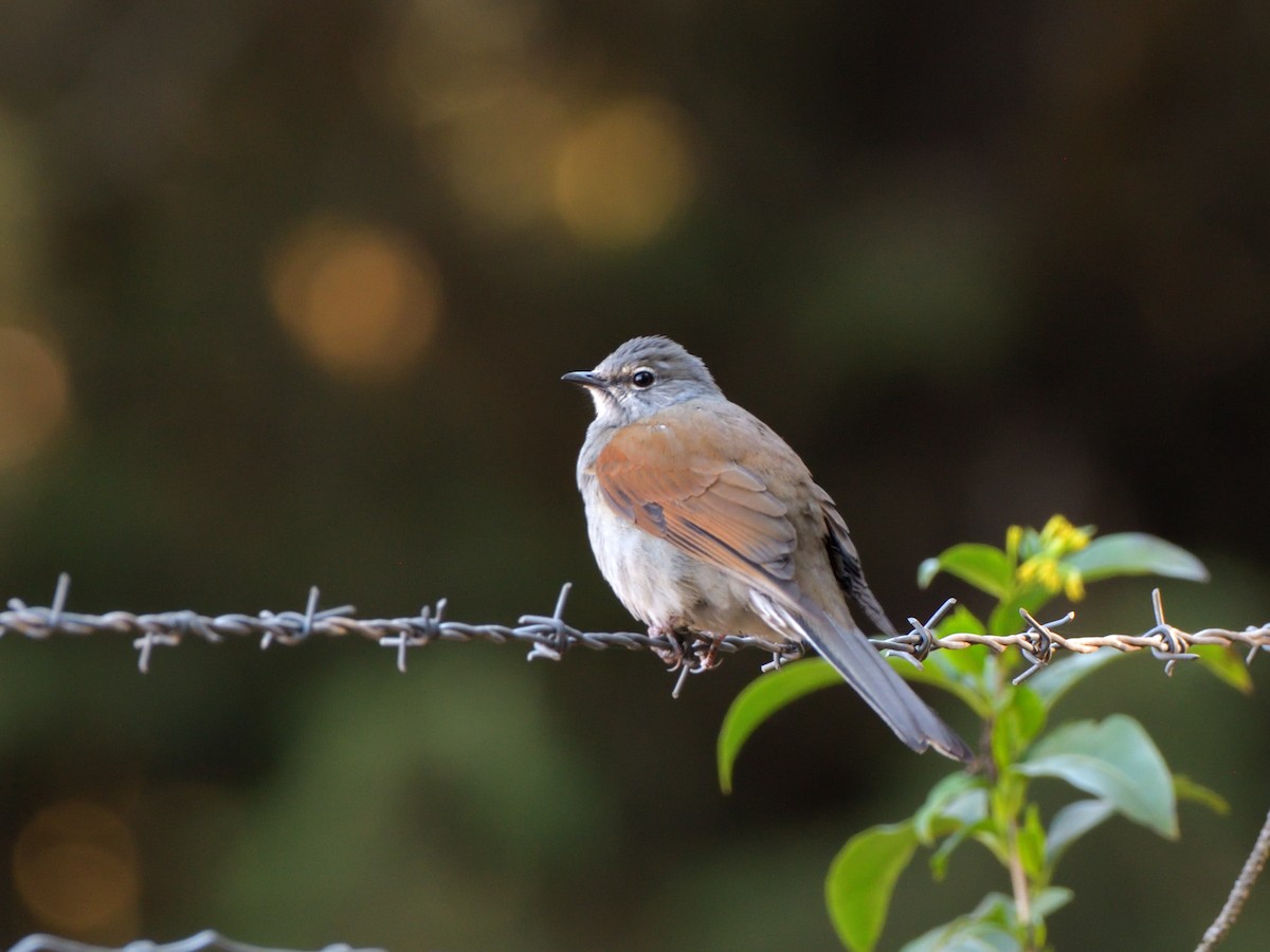 Brown-backed Solitaire - ML615376445