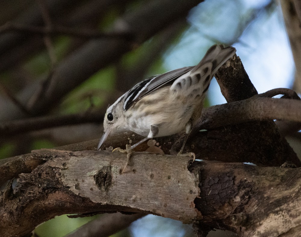 Black-and-white Warbler - ML615376570