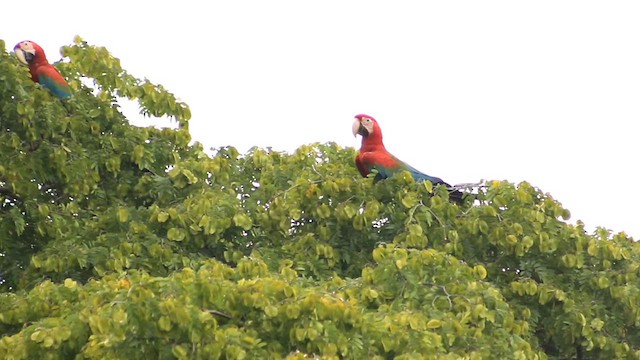 Red-and-green Macaw - ML615376576