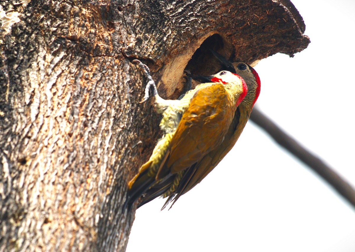 Golden-olive Woodpecker - ML615376586