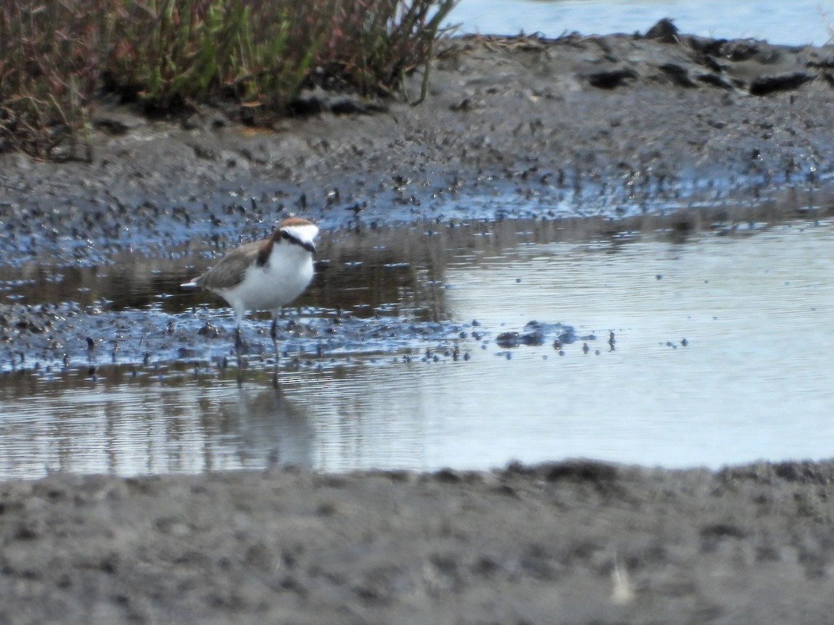 Red-capped Plover - ML615376588