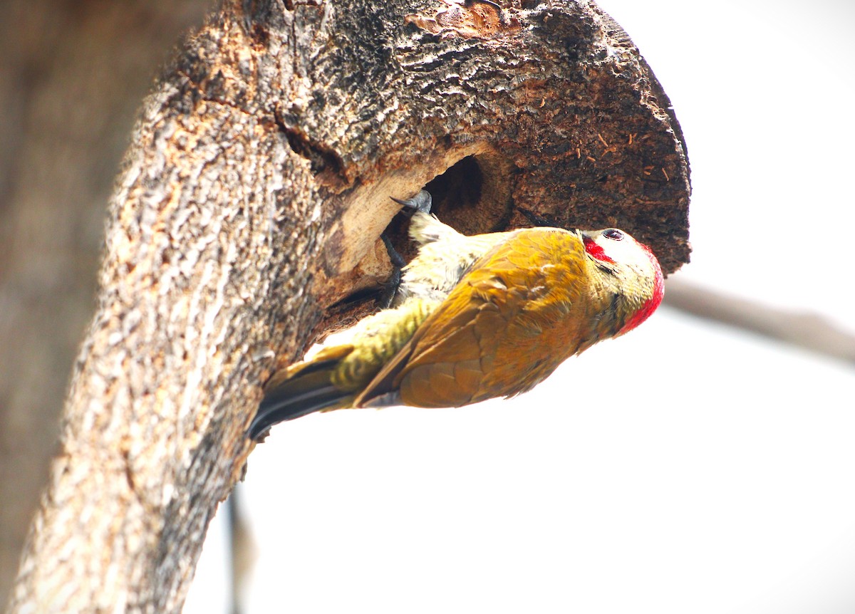 Golden-olive Woodpecker - ML615376611