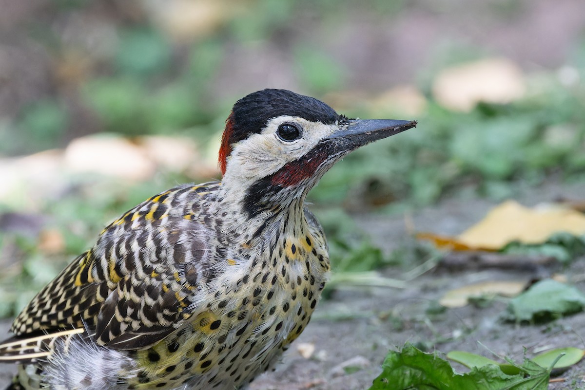 Green-barred Woodpecker (Golden-breasted) - ML615376819