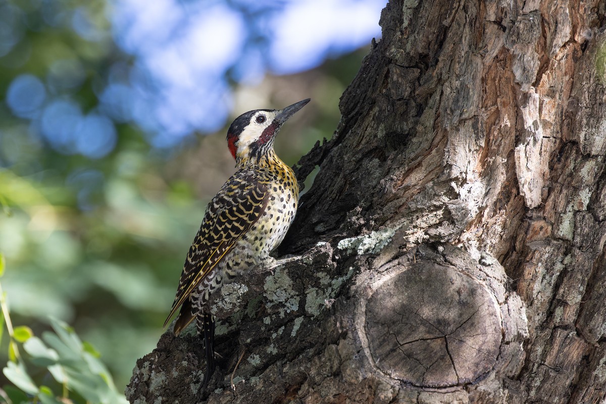 Green-barred Woodpecker (Golden-breasted) - ML615376824