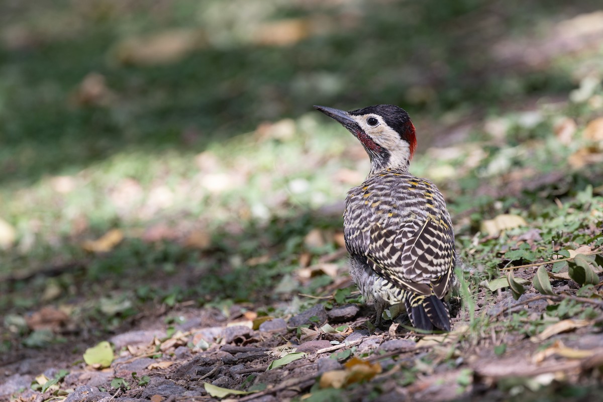 Green-barred Woodpecker (Golden-breasted) - ML615376825