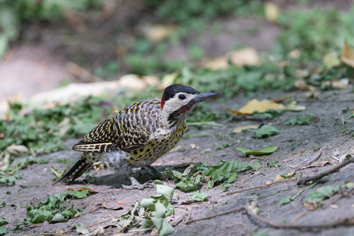 Green-barred Woodpecker (Golden-breasted) - ML615376826