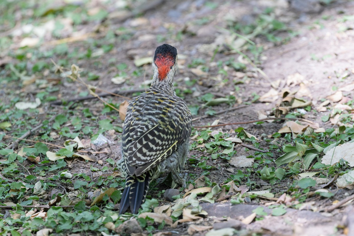 Green-barred Woodpecker (Golden-breasted) - Alex Rinkert