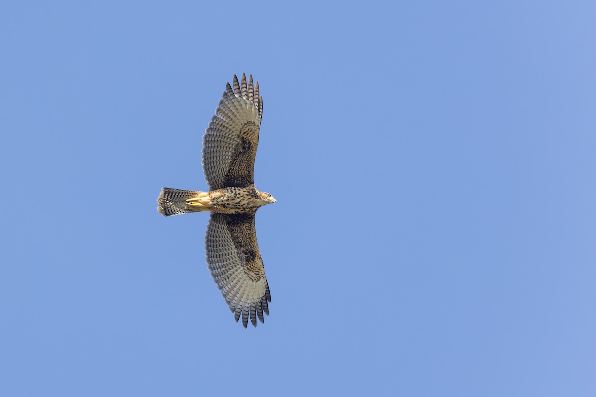 Harris's Hawk (Bay-winged) - ML615376951