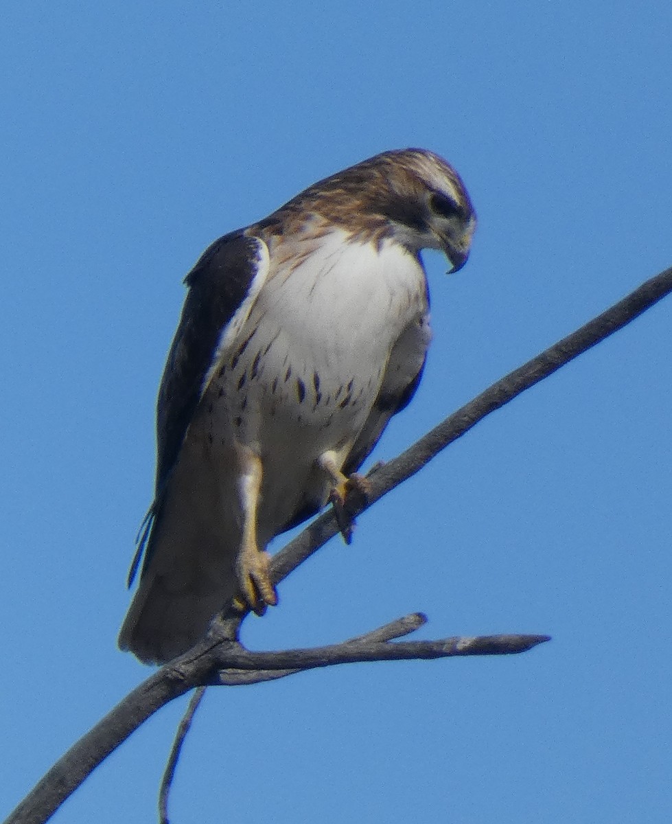Red-tailed Hawk - ML615377109