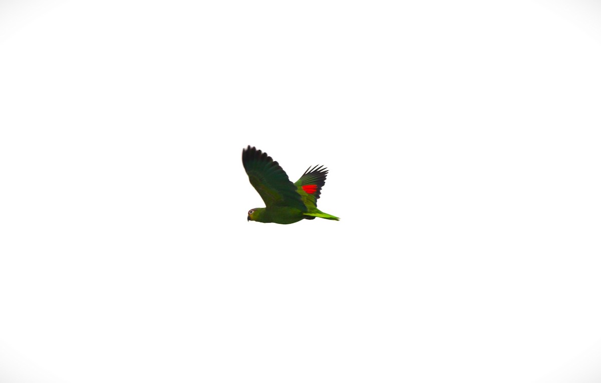 Red-lored Parrot - ML615377134