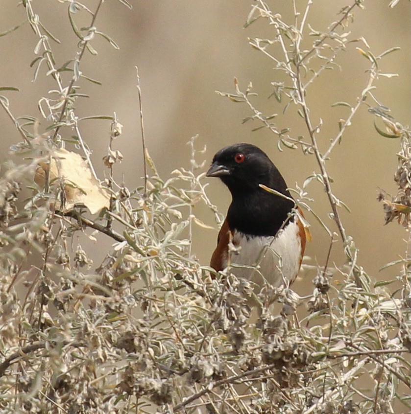 Spotted Towhee - Toni McQuivey Taylor