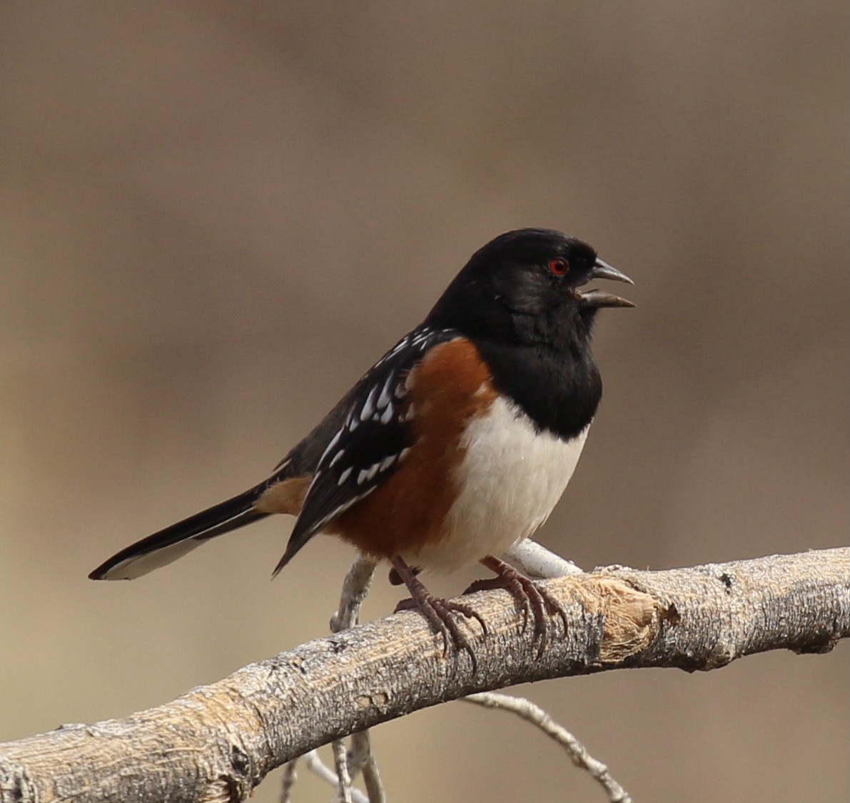 Spotted Towhee - ML615377260