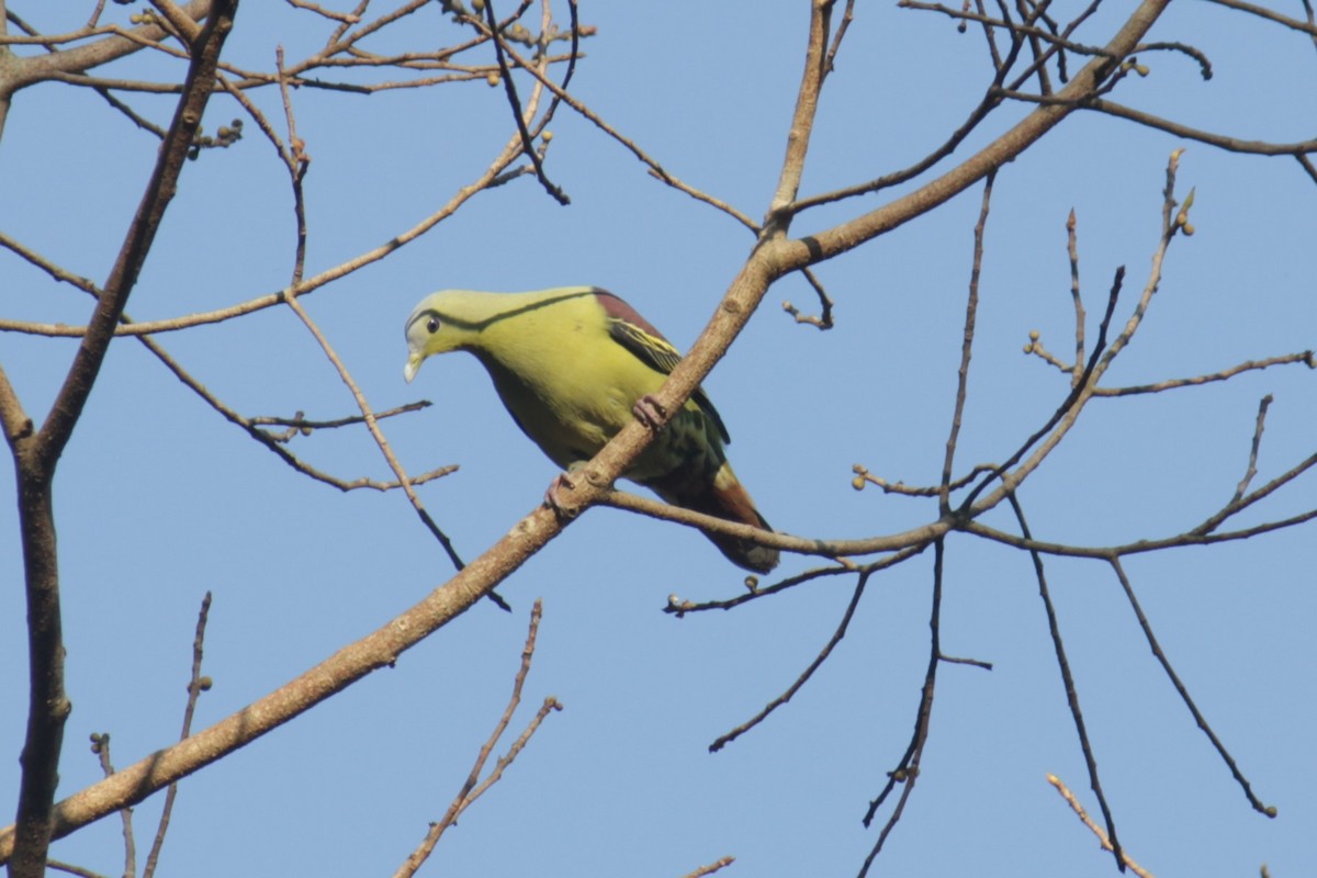 Gray-fronted Green-Pigeon - ML615377283